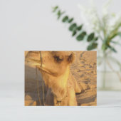 Camel dans le désert Carte postale (Debout devant)