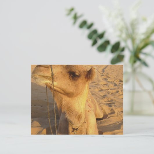 Camel dans le désert Carte postale (Debout devant)