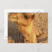 Camel dans le désert Carte postale (Devant / Derrière)