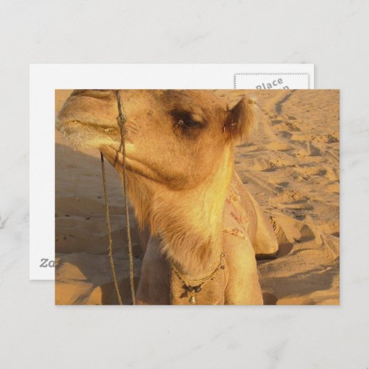 Camel dans le désert Carte postale (Devant / Derrière)