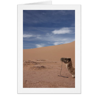 Camel dans les dunes