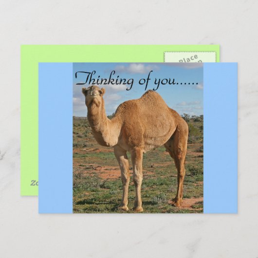 Camel Desert Destiny Zazzle denkt aan jou Briefkaart (Voorkant / Achterkant)