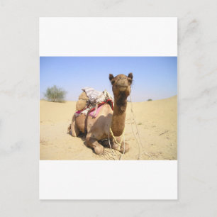 Camel Desert Middle East Peace Love Natuur Destiny Briefkaart