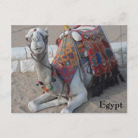 Camel Egypte Briefkaart (Voorkant)
