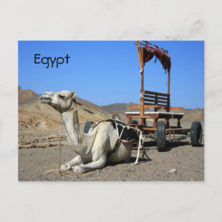 Camel en Cart - Briefkaart Egypte