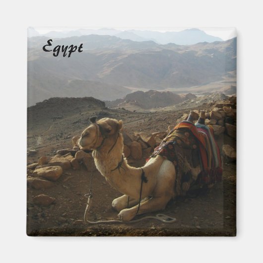 Camel en Égypte Magnet (Devant)