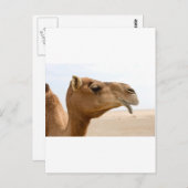 Camel face briefkaart (Voorkant / Achterkant)