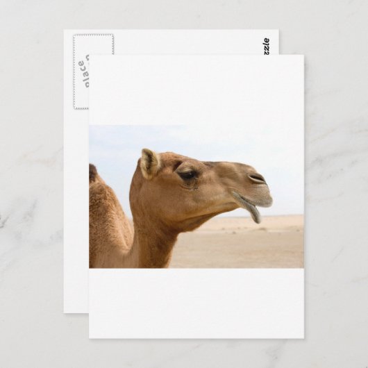 Camel face briefkaart (Voorkant / Achterkant)