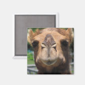 Camel Face Magneet (Voorkant / Achterkant)