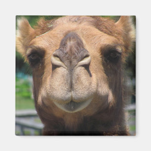 Camel Face Magneet