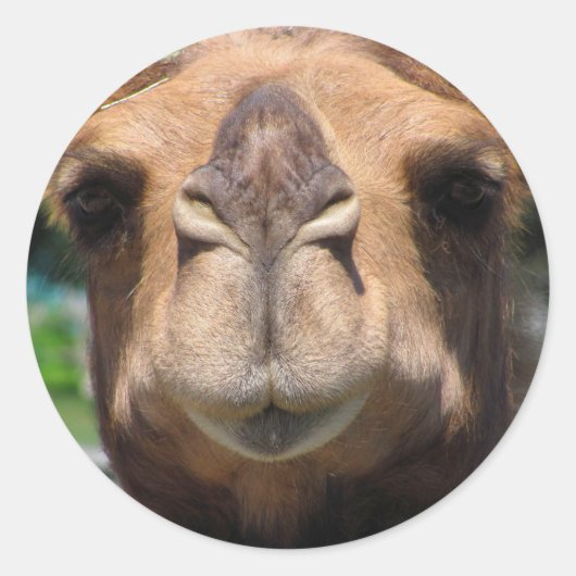 Camel Face Ronde Sticker (Voorkant)