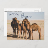 Camel Family Isfahan Province Aran o Bidgol Iran Briefkaart (Voorkant / Achterkant)