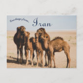 Camel Family Isfahan Province Aran o Bidgol Iran Briefkaart (Voorkant)