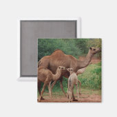 Camel Family Magneet (Voorkant / Achterkant)
