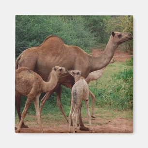 Camel Family Magneet