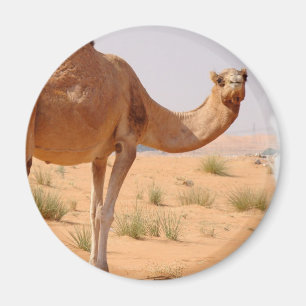Camel for Arabs Magnet Magneet