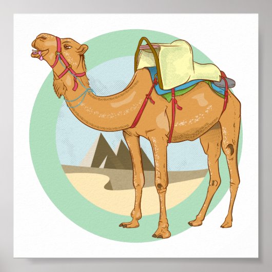 Camel Giza Pyramids Poster (Voorkant)