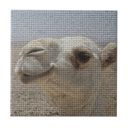 Camel Head Tile Tegeltje (Voorkant)