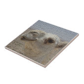 Camel Head Tile Tegeltje (Zijkant)