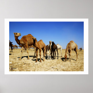 Camel herd poster