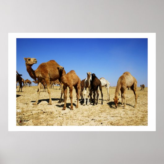 Camel herd poster (Voorkant)