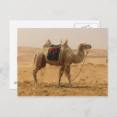 Camel in de woestijn briefkaart (Voorkant / Achterkant)