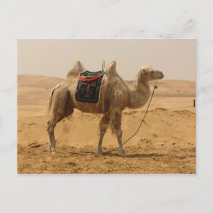 Camel in de woestijn briefkaart