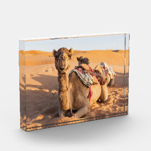 Camel in de woestijn van Oman Fotoblokken