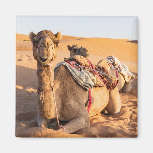 Camel in de woestijn van Oman Magneet (Voorkant)