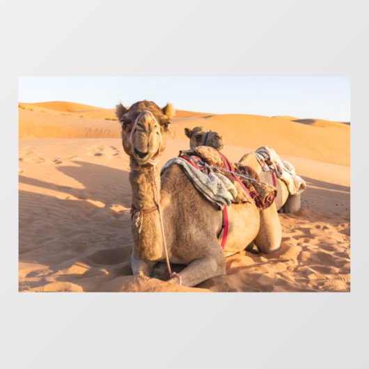 Camel in de woestijn van Oman Raamsticker (Vel)