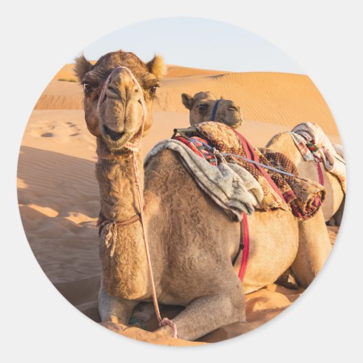 Camel in de woestijn van Oman Ronde Sticker (Voorkant)