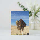Camel in Egypte foto Briefkaart (Staand voorkant)