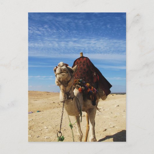 Camel in Egypte foto Briefkaart (Voorkant)