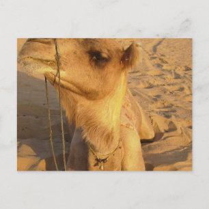 Camel in woestijn-Briefkaart Briefkaart