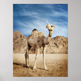 Camel in woestijn poster