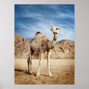 Camel in woestijn poster