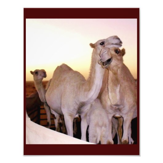 Camel Love Foto Afdruk (Voorkant)