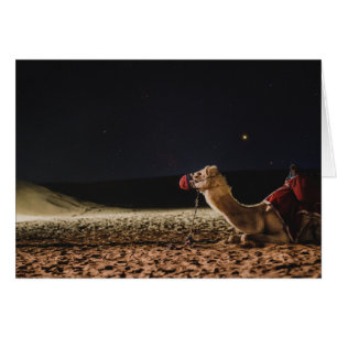 Camel Lying in Midnight Skies