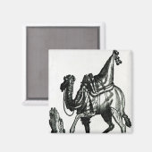 Camel Magneet (Voorkant / Achterkant)
