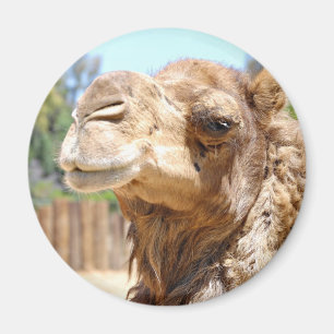 Camel Magnet Magneet