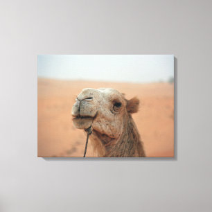 Camel met grappige expressie - foto op canvas afdruk