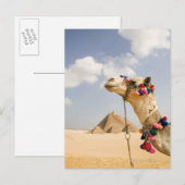 Camel met Pyramids Giza, Egypte Briefkaart (Voorkant / Achterkant)