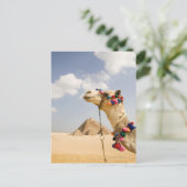 Camel met Pyramids Giza, Egypte Briefkaart (Staand voorkant)