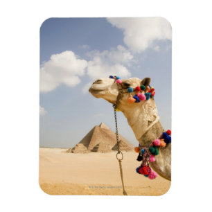 Camel met Pyramids Giza, Egypte Magneet