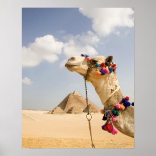 Camel met Pyramids Giza, Egypte Poster