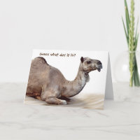 Camel on Sand voor pensionering