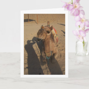 Camel op foto kaart