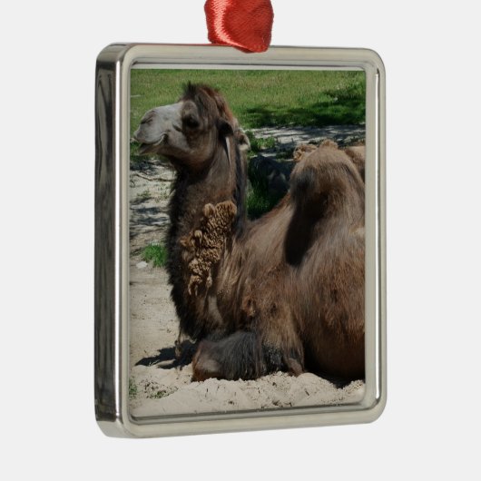 Camel Ornament (Rechts)