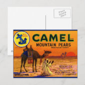 Camel Pears Briefkaart (Voorkant / Achterkant)