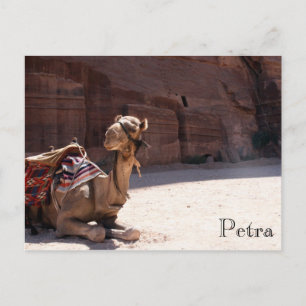 camel petra briefkaart
